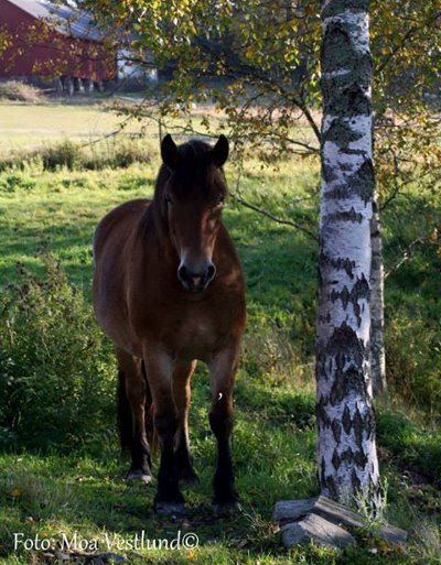 Backgårdens Isa