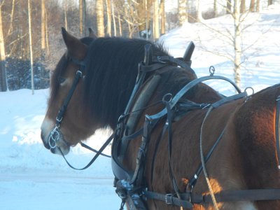 Häst på slädtur