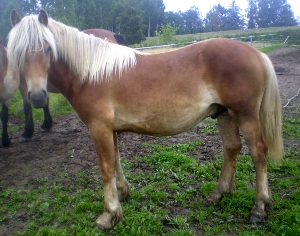 K�rvs�sens Zebbson