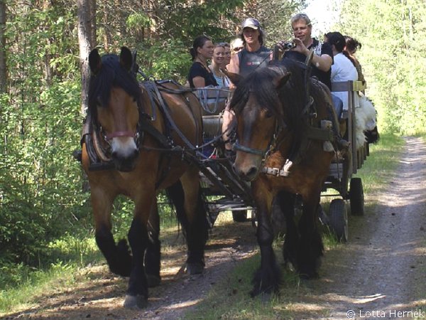 Tur med häst och vagn