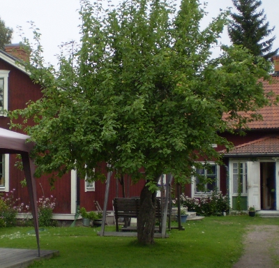 Backgården